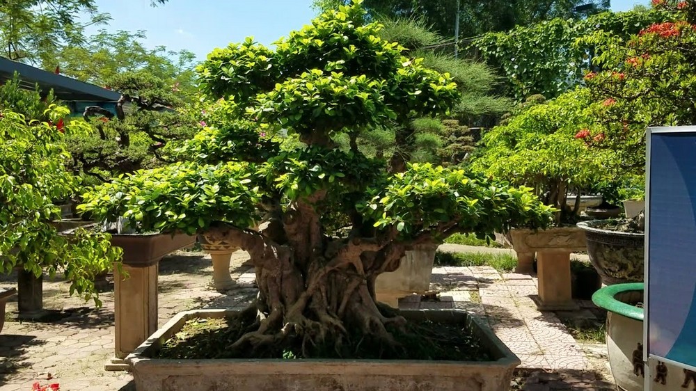 Cây đa bonsai